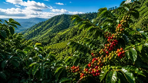 Jamaica Blue Mountain coffee field with ripening cherries